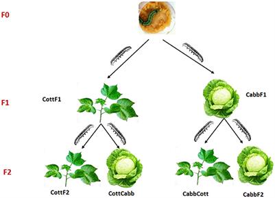 Impact of transgenerational host switch on gut bacterial assemblage in generalist pest, Spodoptera littoralis (Lepidoptera: Noctuidae)